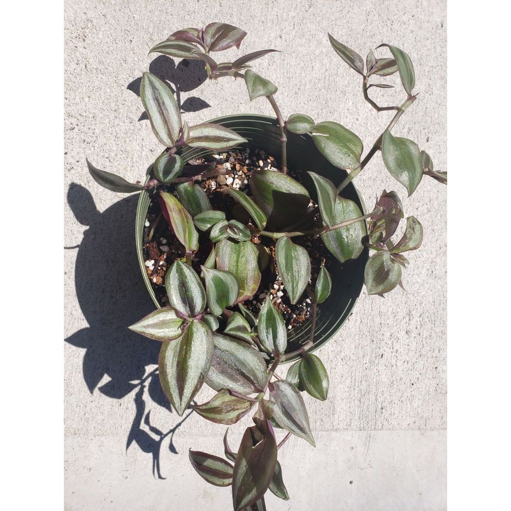 Wandering Jew/ Zebrina plant